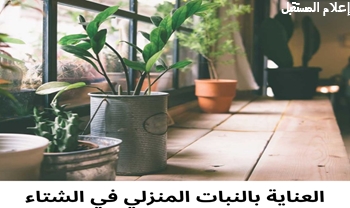 أخطاء شائعة تتجنبها عند العناية بالنباتات المنزلية في الشتاء