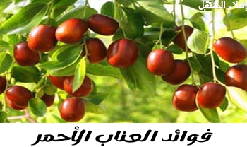 سر الطاقة والنضارة .. فوائد العناب الأحمر للجسم