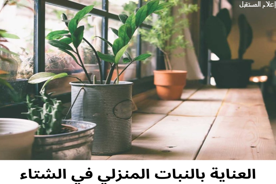 أخطاء شائعة تتجنبها عند العناية بالنباتات المنزلية في الشتاء