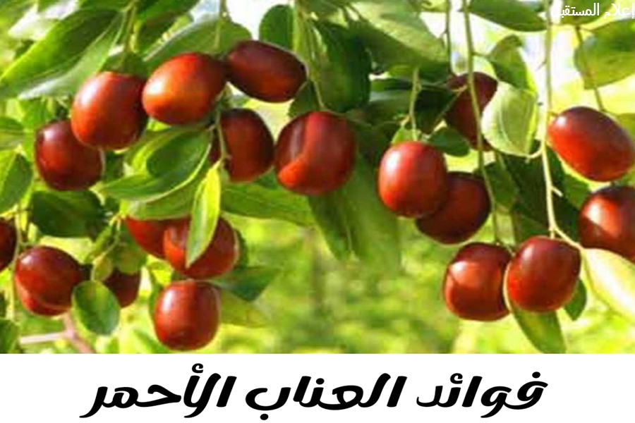 سر الطاقة والنضارة .. فوائد العناب الأحمر للجسم